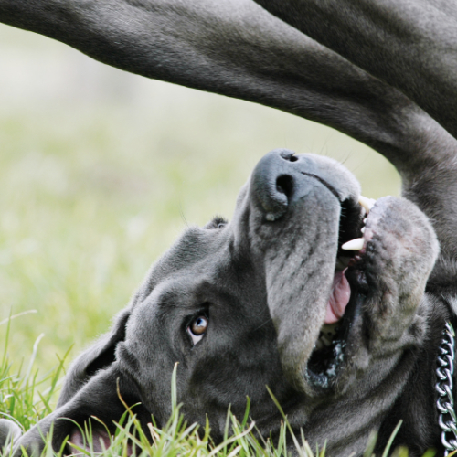 20 Signs Your Great Dane May be Suffering from Bloat or Gastric Torsion