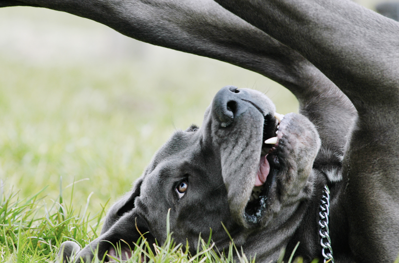 how do i stop my great dane from chewing on chairs