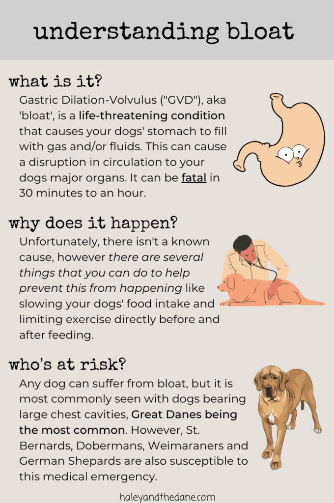 Gastric dilatation on sale volvulus dogs symptoms