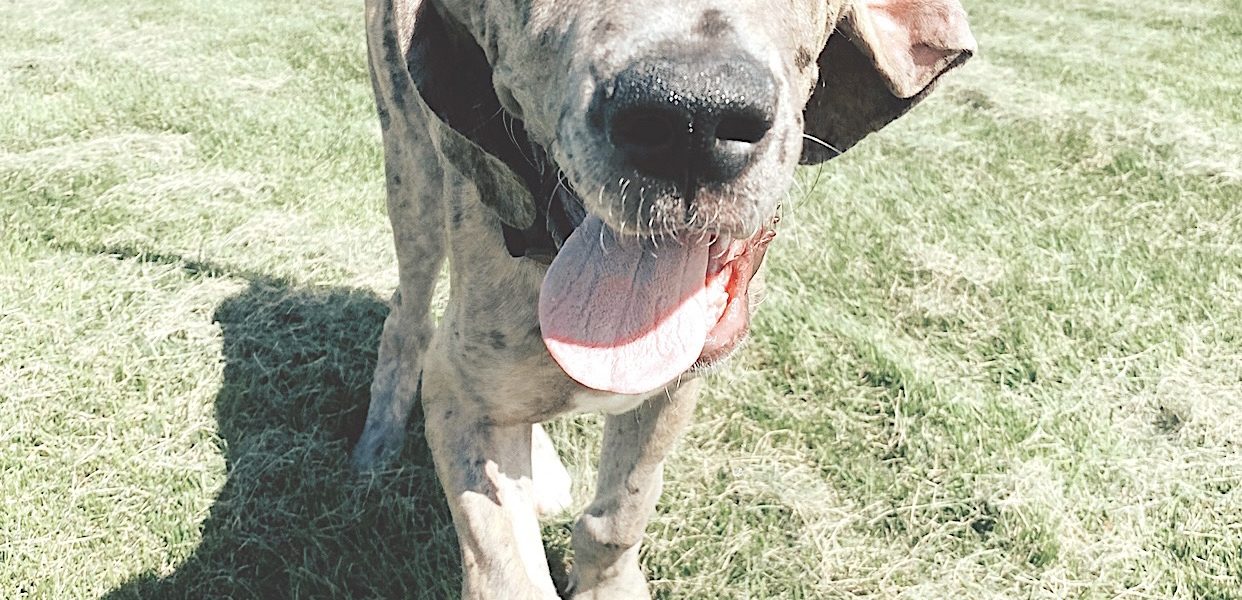 Help! My Great Dane is Chewing EVERYTHING!