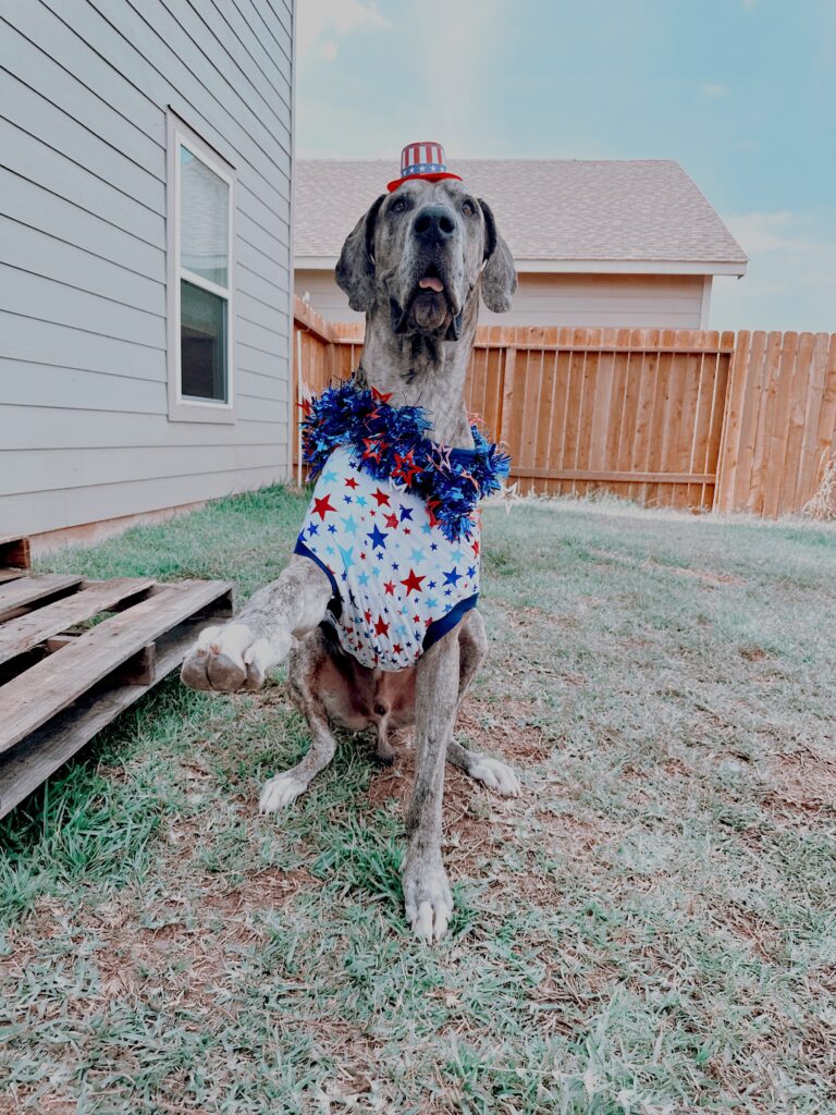 Photo of a Great Dane in patriotic attire, ready for Fourth of July festivities