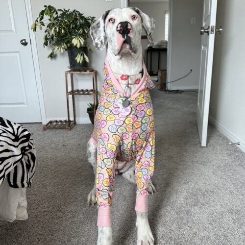 How Dog Jammies Support Ideal Body Temperature