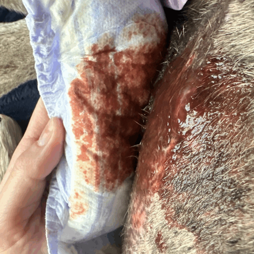 Close-up of a soaked diaper pad pressed against Dior’s healing amputation site, showing red drainage.