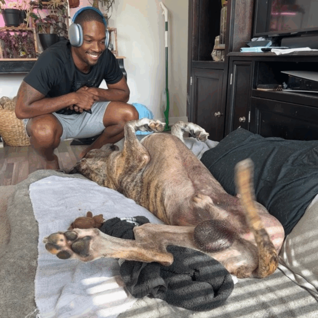 Brandon smiling at his Great Dane, Dior, who is recovering upside down on the bed.