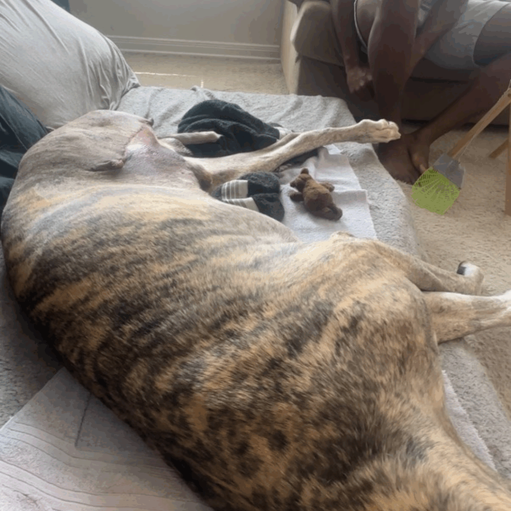 Great Dane Dior lying on his side showing surgical area and calm demeanor.