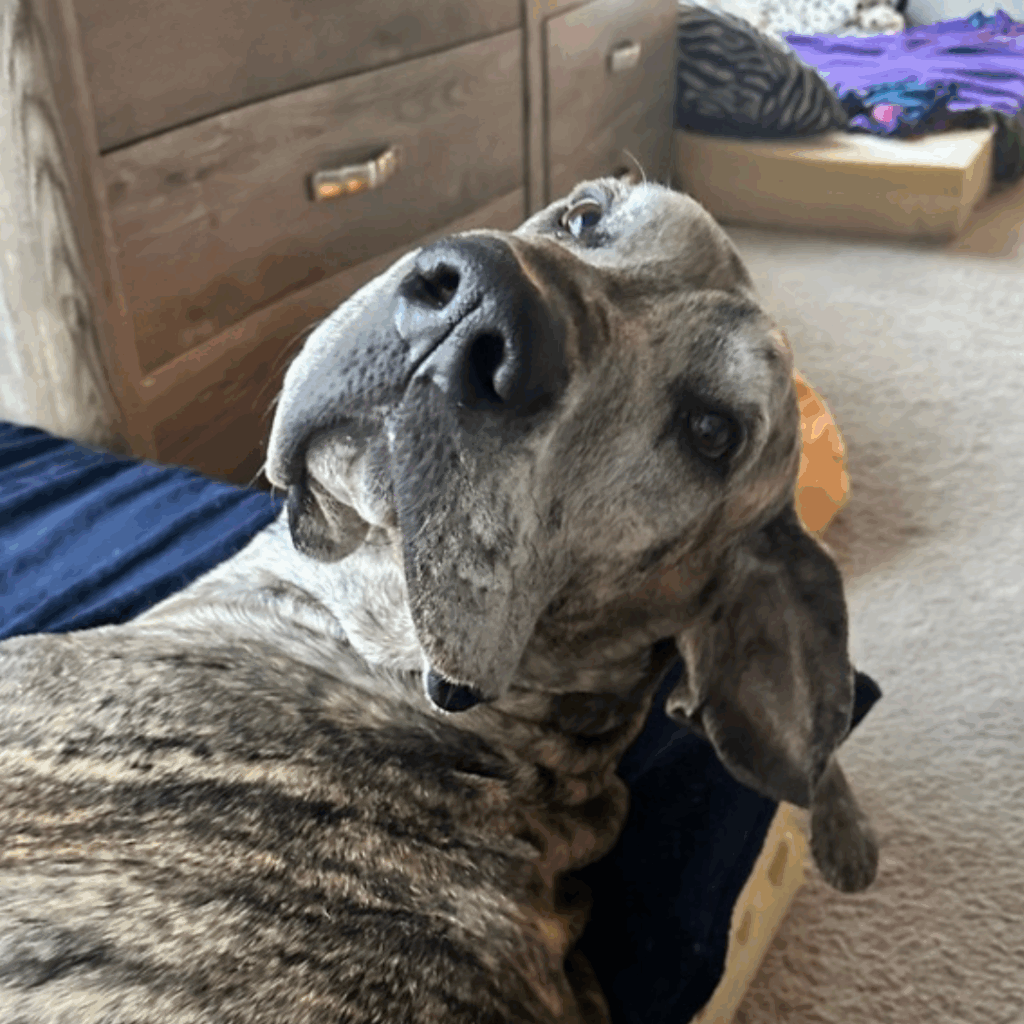 Dior lying on his bed, looking up at the camera with a gentle expression.