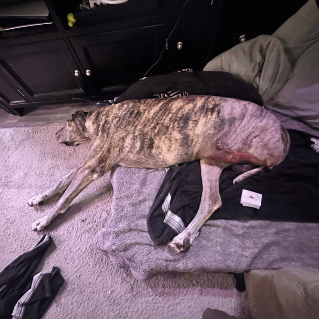 Brindle Great Dane recovering at home on a soft dog bed after amputation surgery and first night back at home