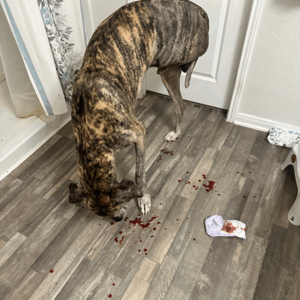 Dior standing on the bathroom floor surrounded by blood droplets, next to a used maxi pad.