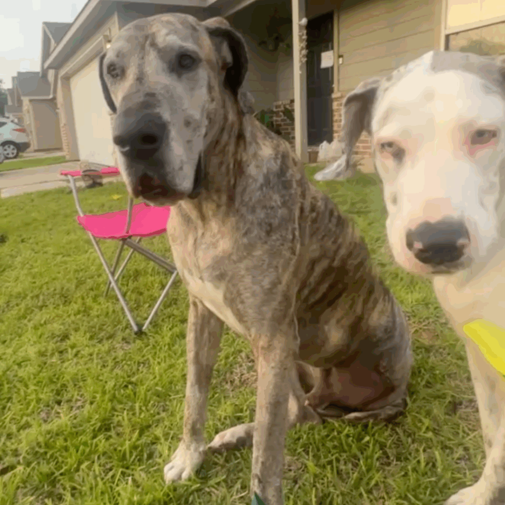 Great Danes Dior and Dolce sitting in the grass together during recovery