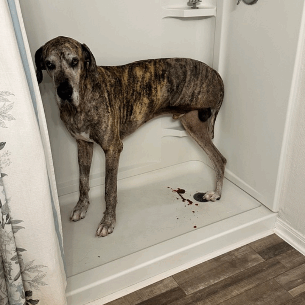 Dior standing in the shower looking at the camera, with blood pooled near the drain.