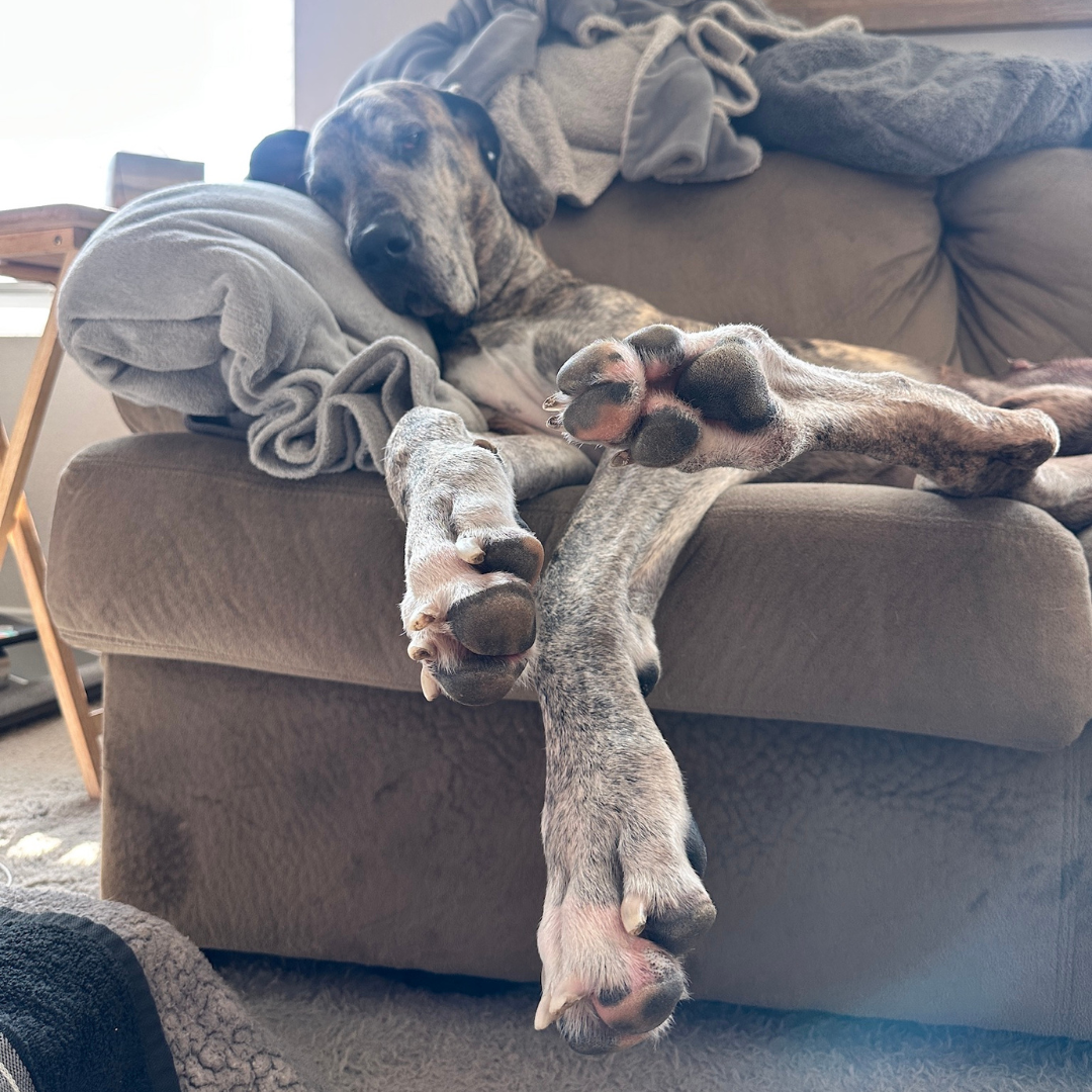 Great Dane sleeping on a couch while recovering from leg amputation