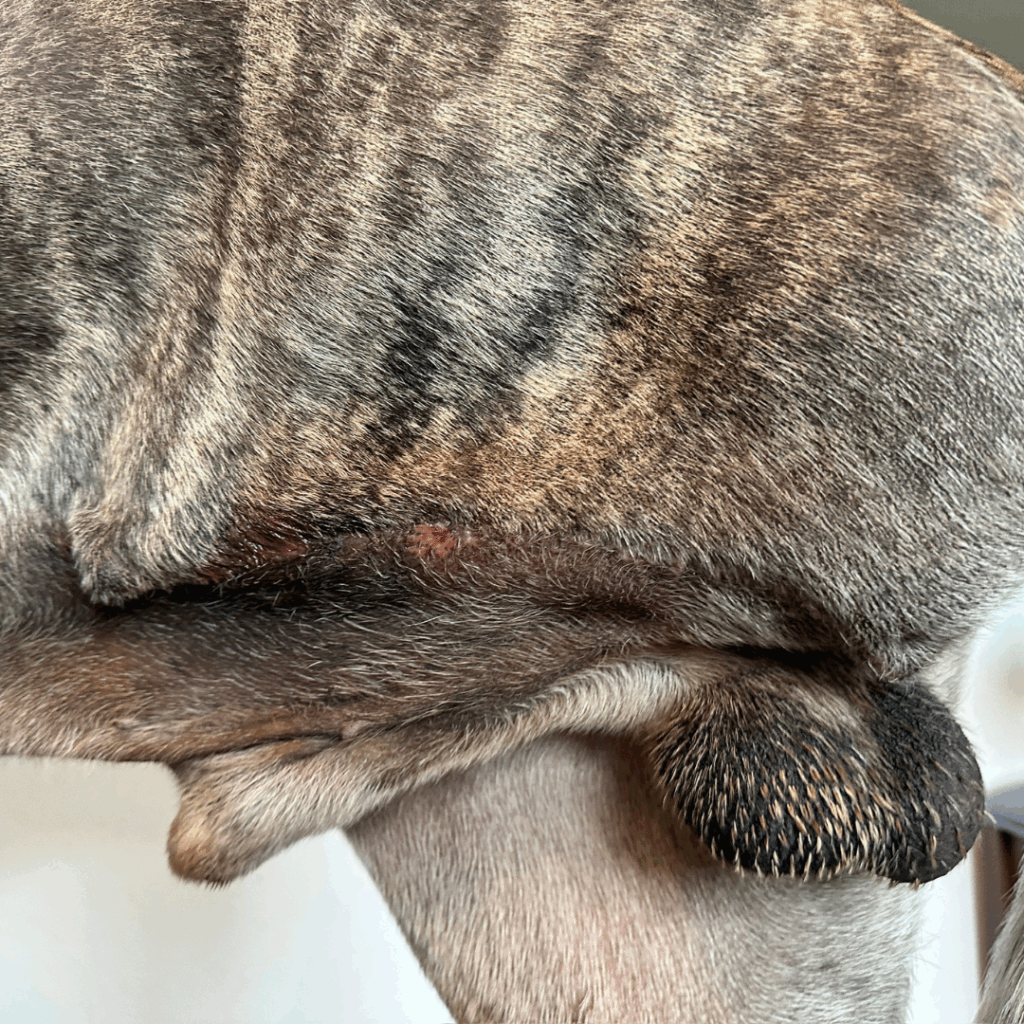 Close-up of Dior’s incision site showing mild redness and scabbing 17 days after surgery.