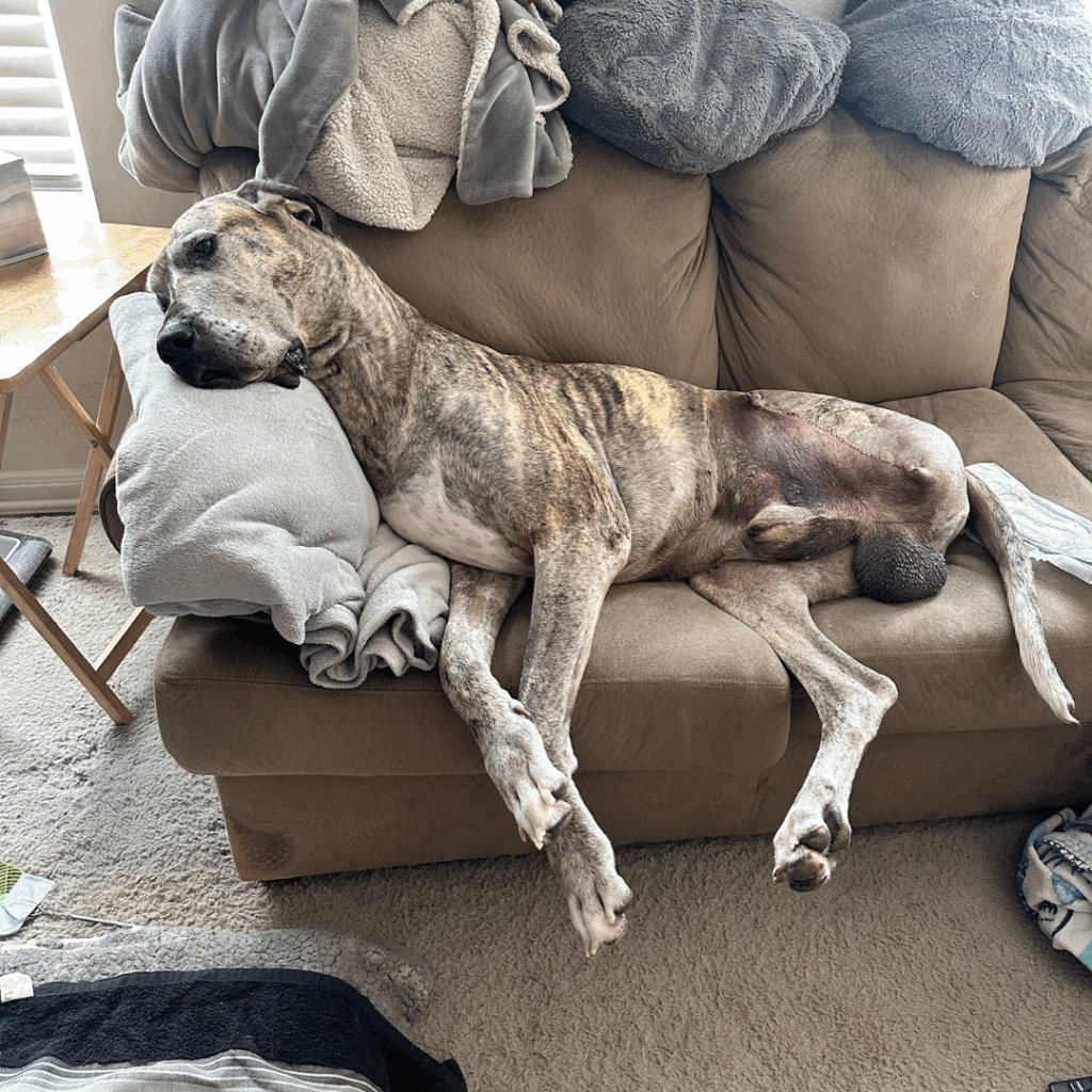Great Dane lying on a couch resting after hind leg amputation