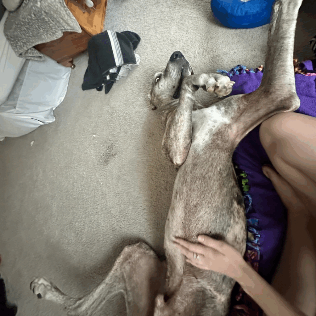 A brindle Great Dane named Dior lying on his back with his paw in the air, relaxing on the carpet next to his human.