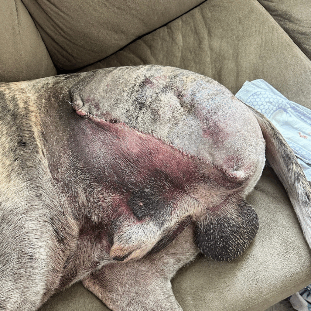 Top view of Great Dane’s hip and leg amputation healing progress