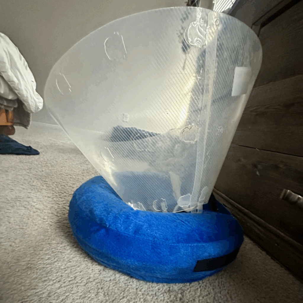 A clear plastic medical cone stacked on top of a blue inflatable donut collar resting on a beige carpet.