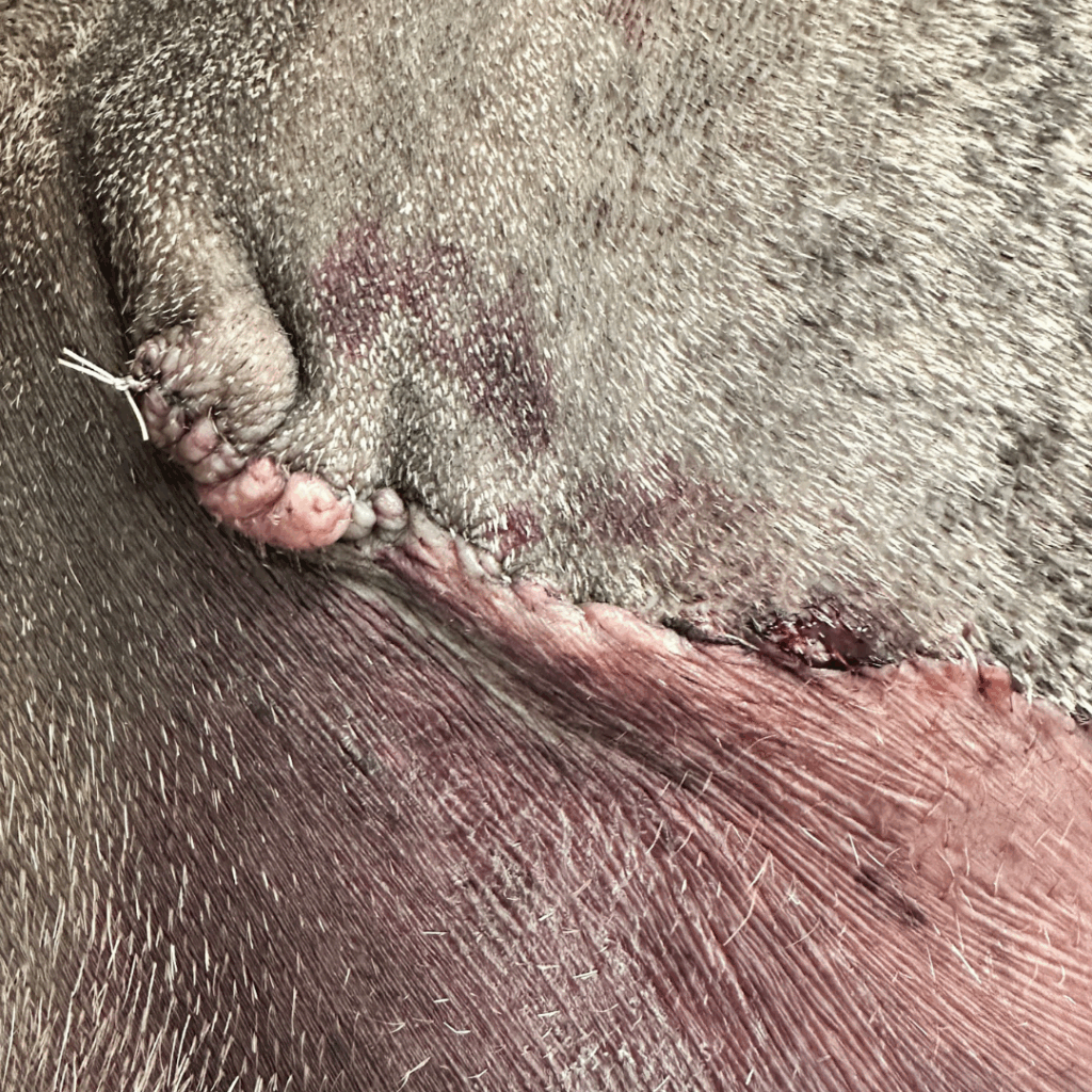 Close-up of post-op surgical site on amputated hind leg