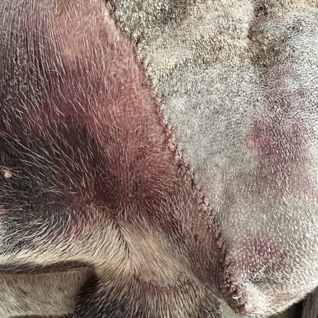 Detailed view of surgical incision after hind limb amputation in a Great Dane