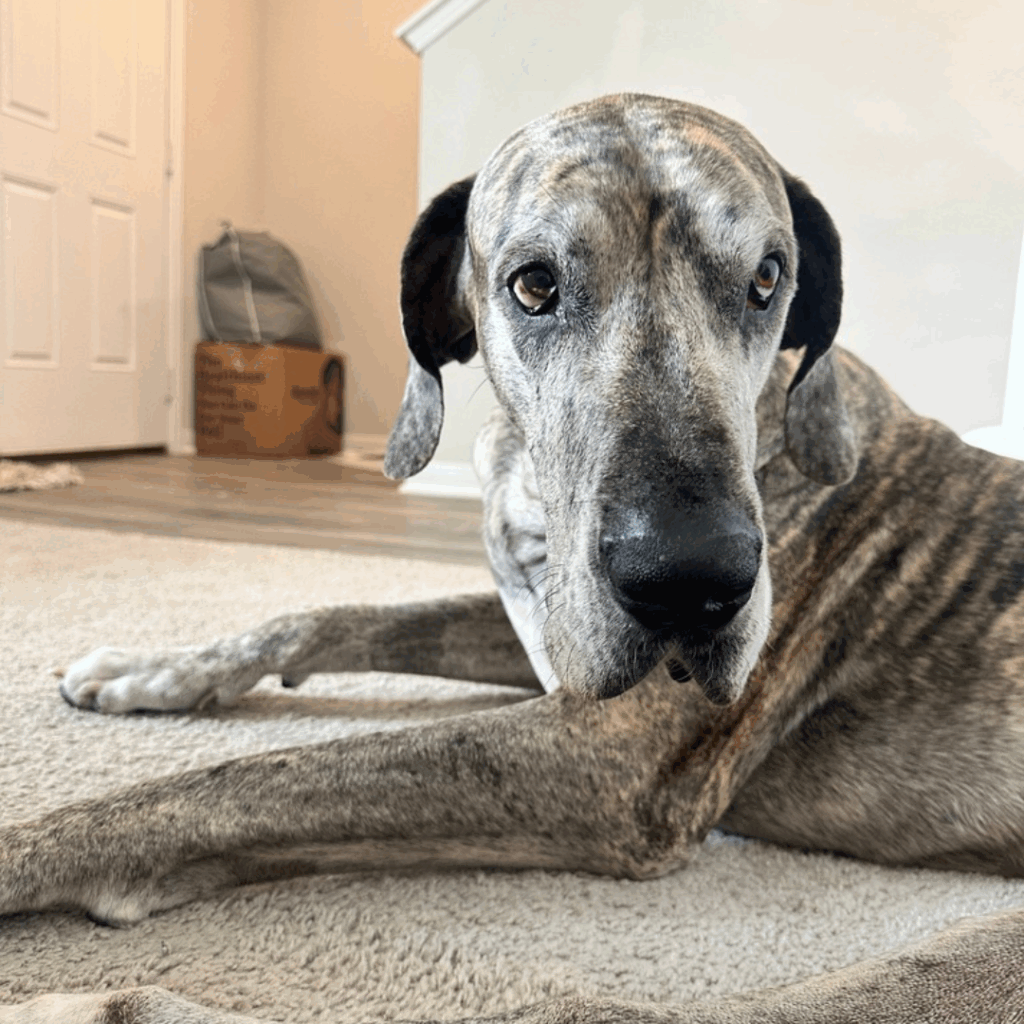 Dior the Great Dane resting on the carpet and gazing upward with soft eyes 20 days after his leg amputation.