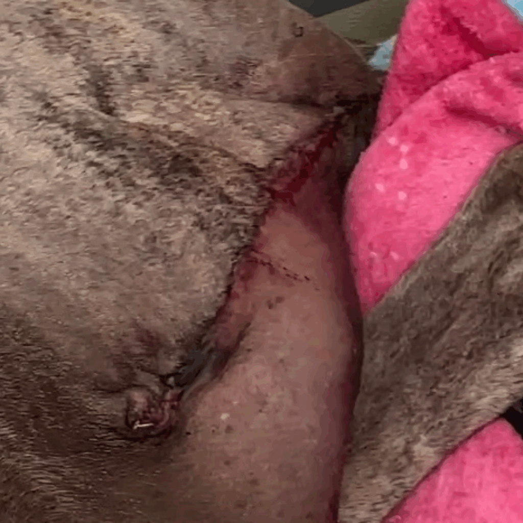 Another view of Dior’s incision site showing healing progress, swelling, and minor blood near the surgical closure.