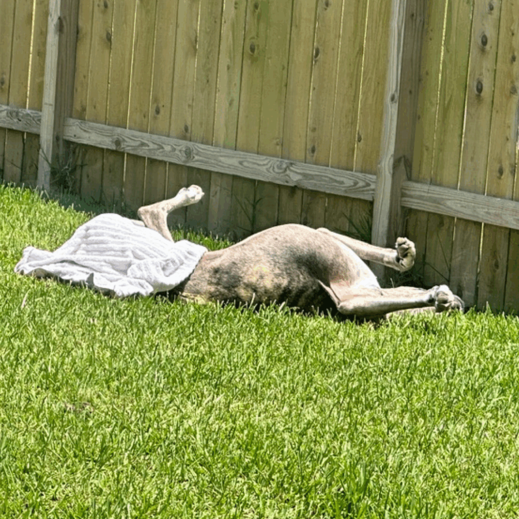 Dior, a brindle Great Dane, lying on his back in the sun with a towel over his body, legs relaxed and stretched in the air.
