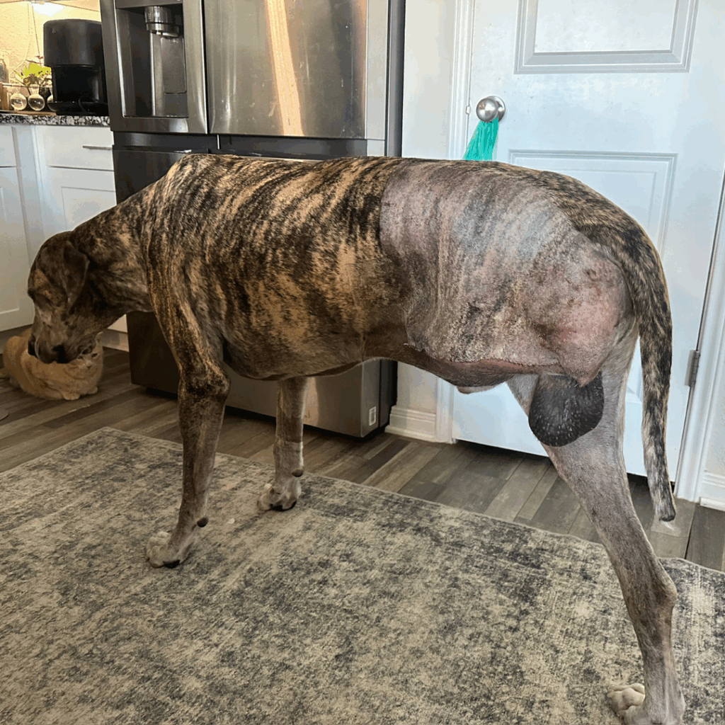 Great Dane standing after leg amputation, showing post-op recovery