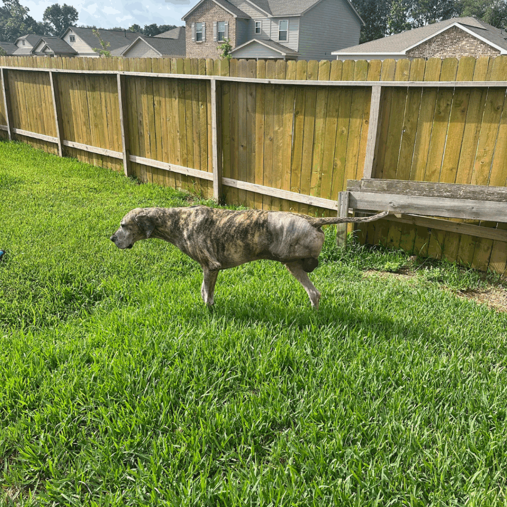 Brindle Great Dane standing in backyard five days after amputation surgery.