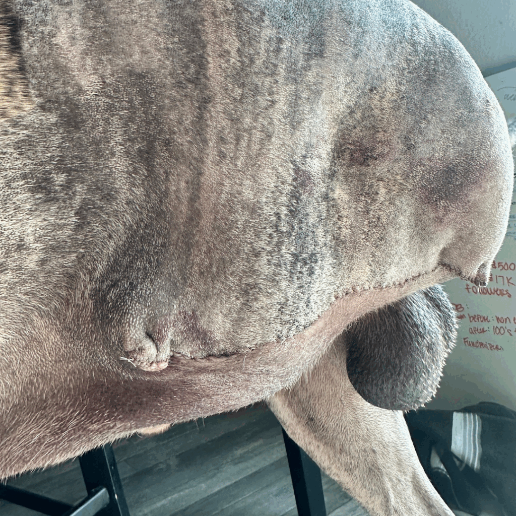 Close-up of healing amputation incision on Great Dane’s hind leg.