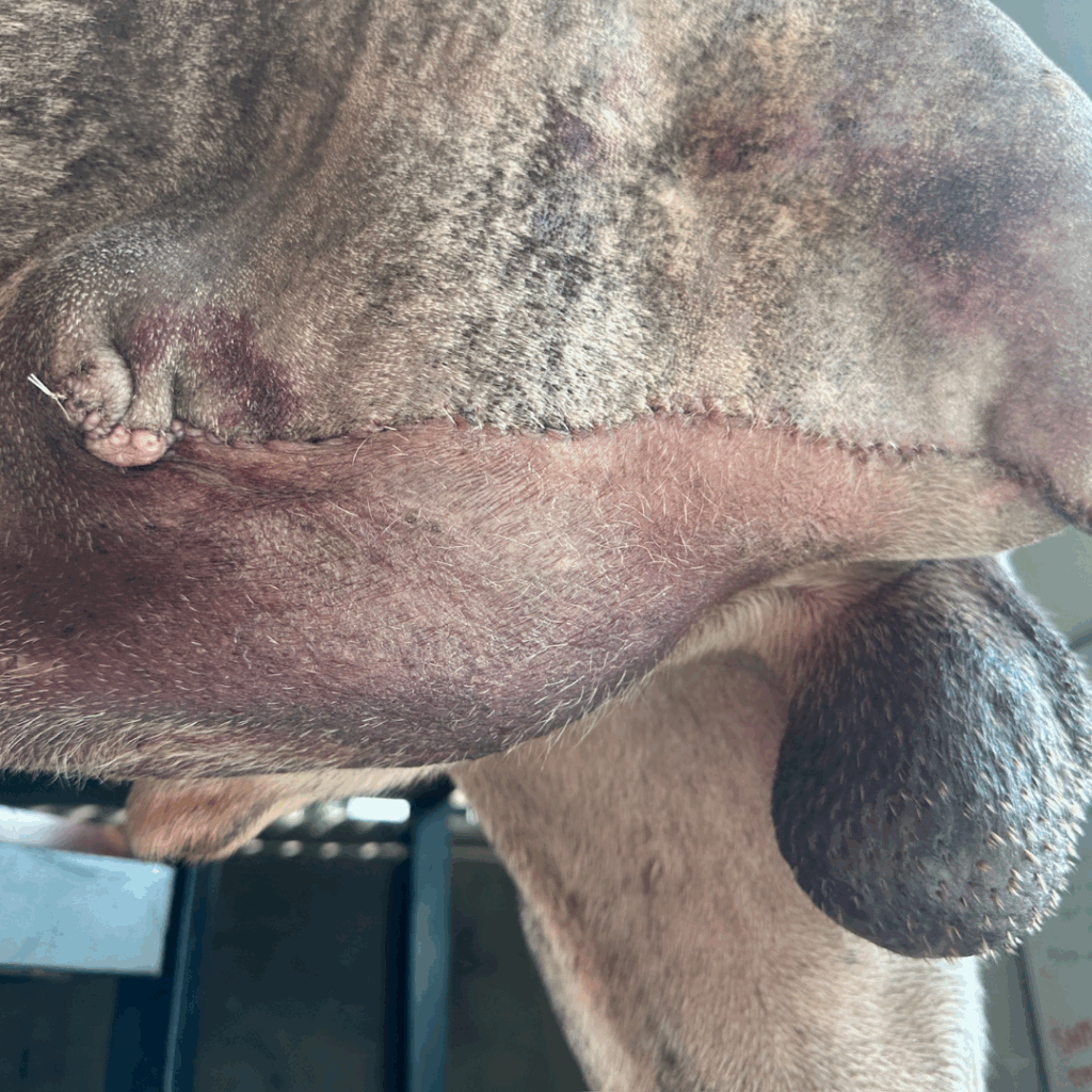Healing incision after hind leg amputation on brindle Great Dane.