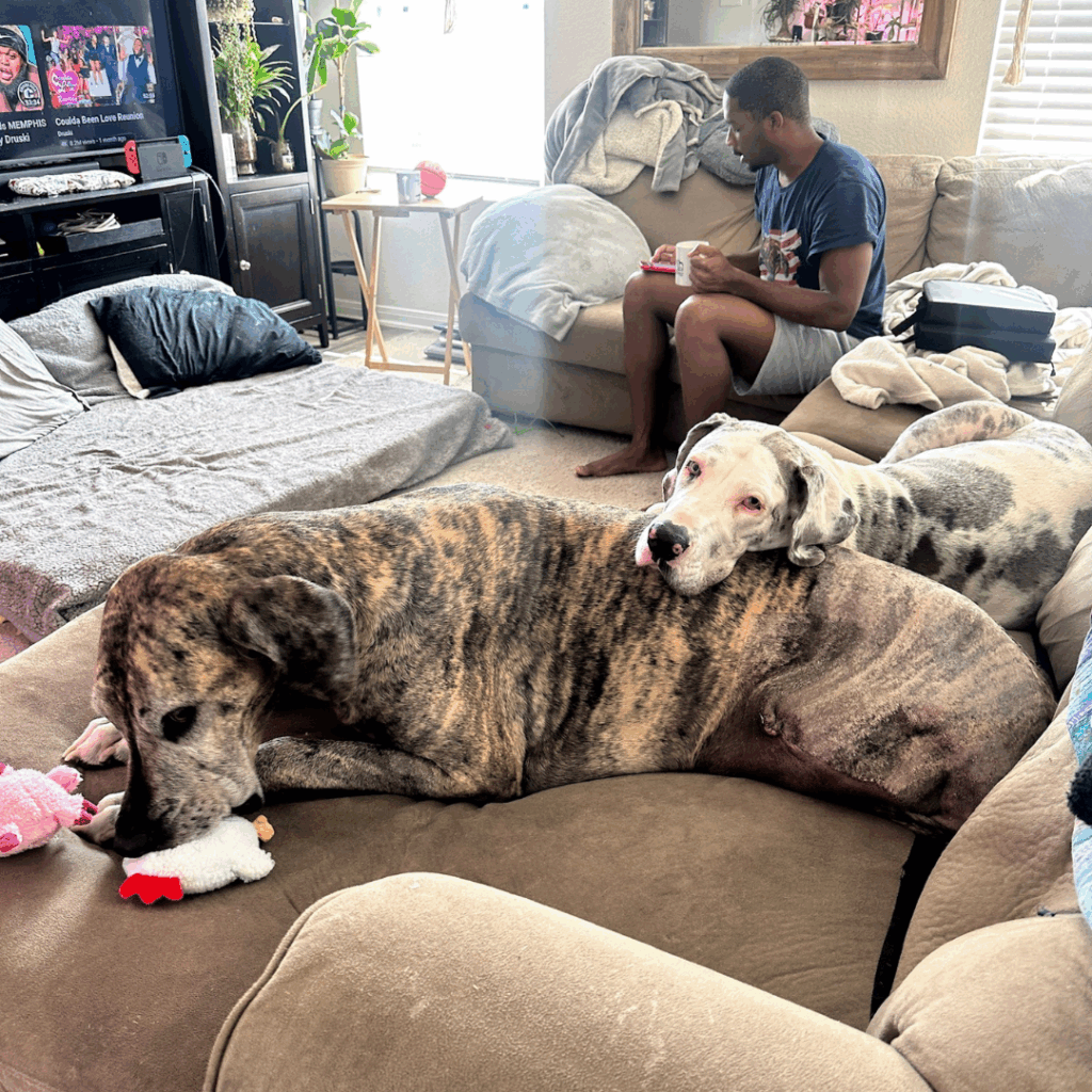 Dior & DolceGreat Dane siblings cuddling on the couch during post-surgery recovery with Brandon nearby.