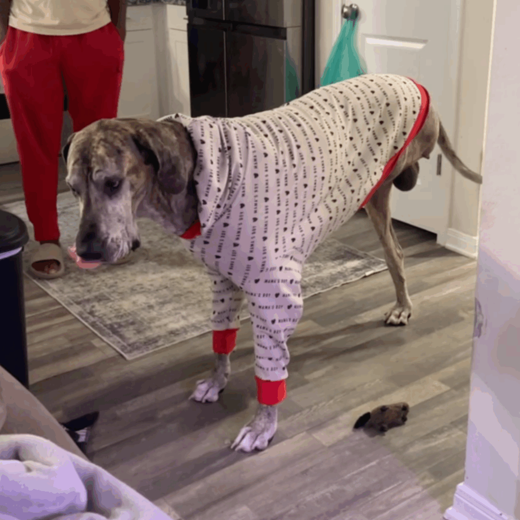 Great Dane wearing custom jammies standing on three legs in kitchen post-op.