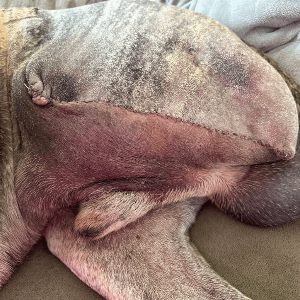 Close-up of a healing surgical incision on a Great Dane’s hindquarter after amputation