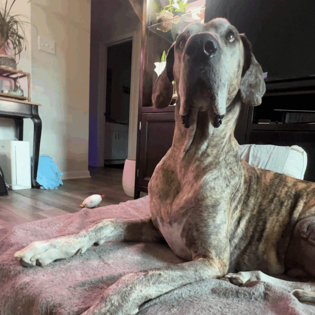 Brindle Great Dane sitting alert on a dog bed during post-surgery recovery