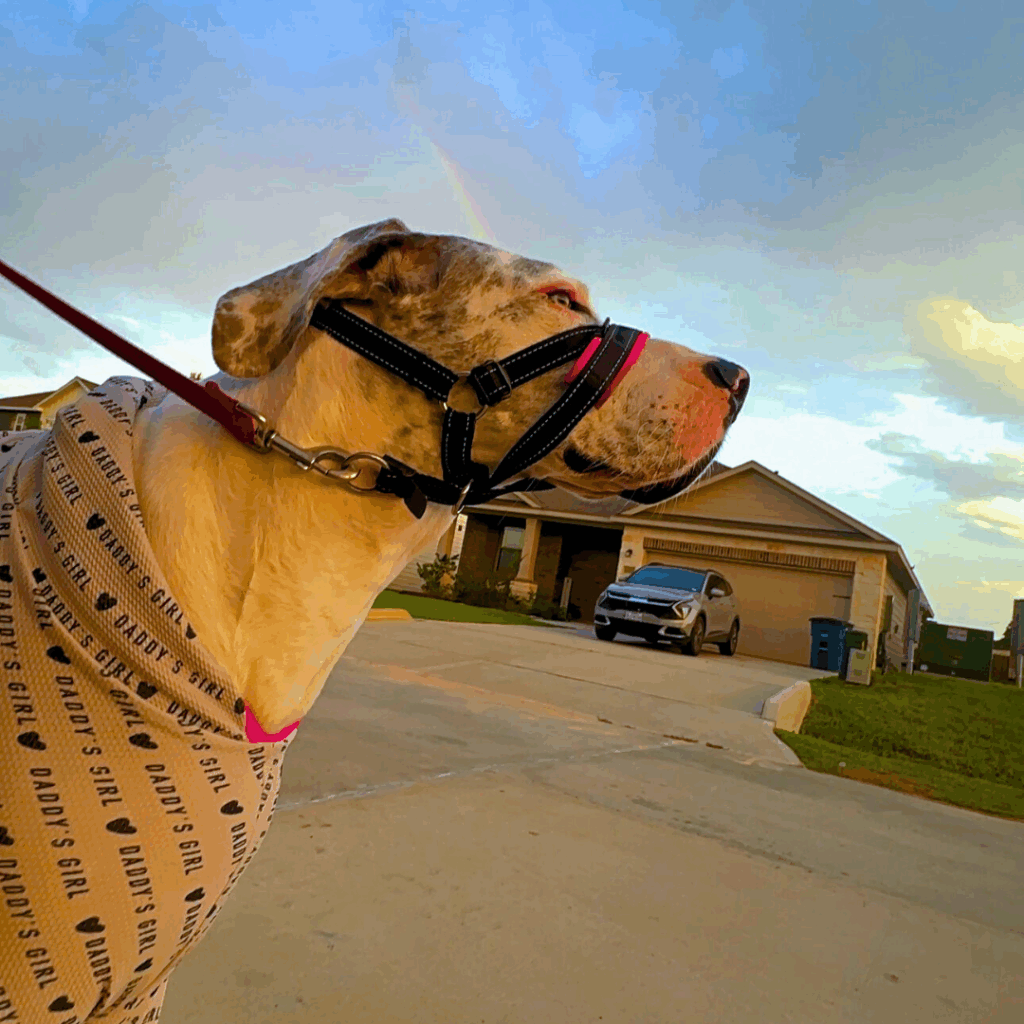 Dolce, a double merle Great Dane wearing “Daddy’s Girl” pajamas with a rainbow in the background