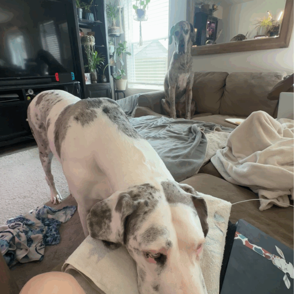 Dior sits upright on the couch in the background while Dolce rests her head on the armrest in the foreground.