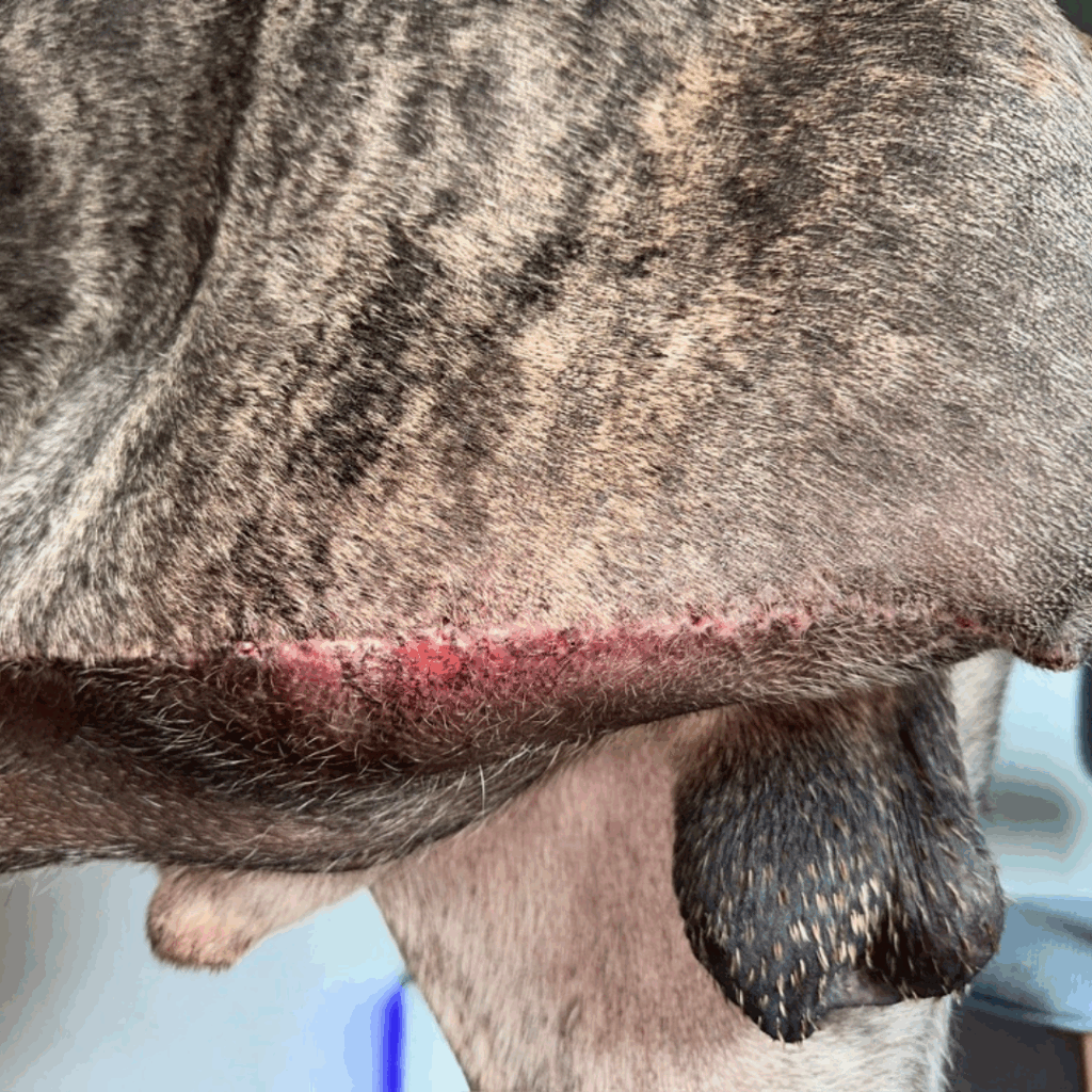 Close-up view of Dior’s healing amputation incision 15 days after surgery, showing mild redness and hair regrowth.