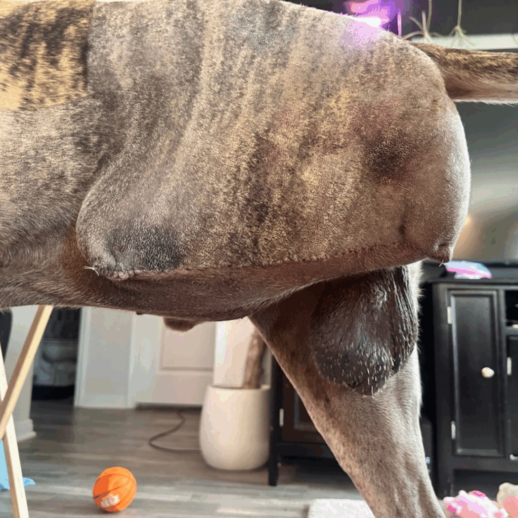 Close-up of Dior’s healing incision after front leg amputation, showing bruising and stitches.