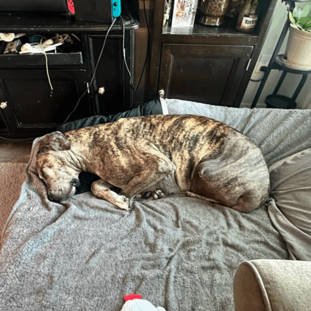 Brindle Great Dane sleeping peacefully on a cozy gray blanket during recovery from hind limb amputation surgery.