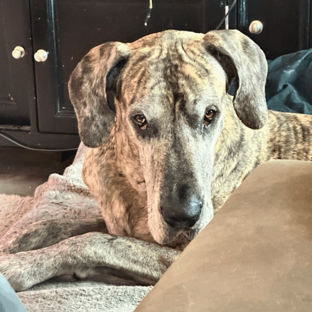 Brindle Great Dane laying down with alert eyes, resting after hind leg amputation surgery.