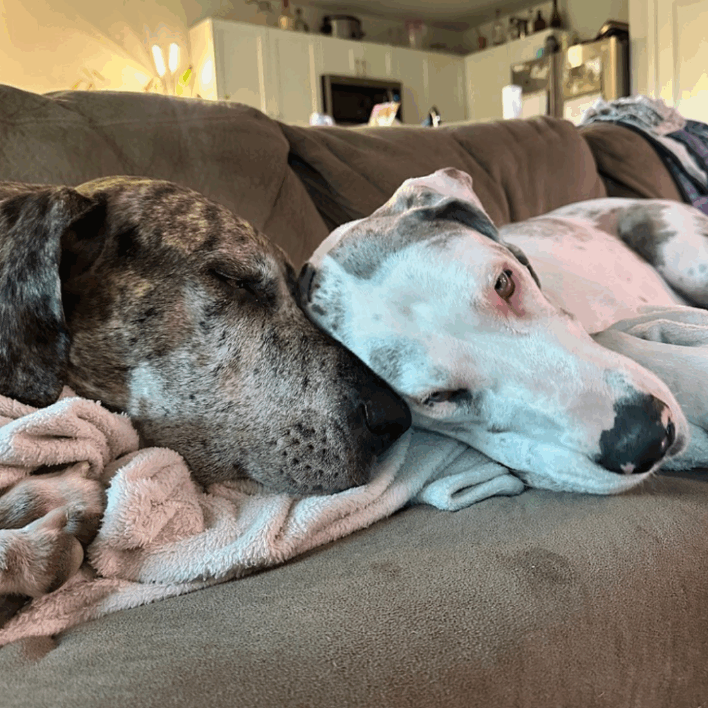 Brindle and double merle Great Danes cuddled up on a couch, sharing a peaceful nap during surgery recovery.