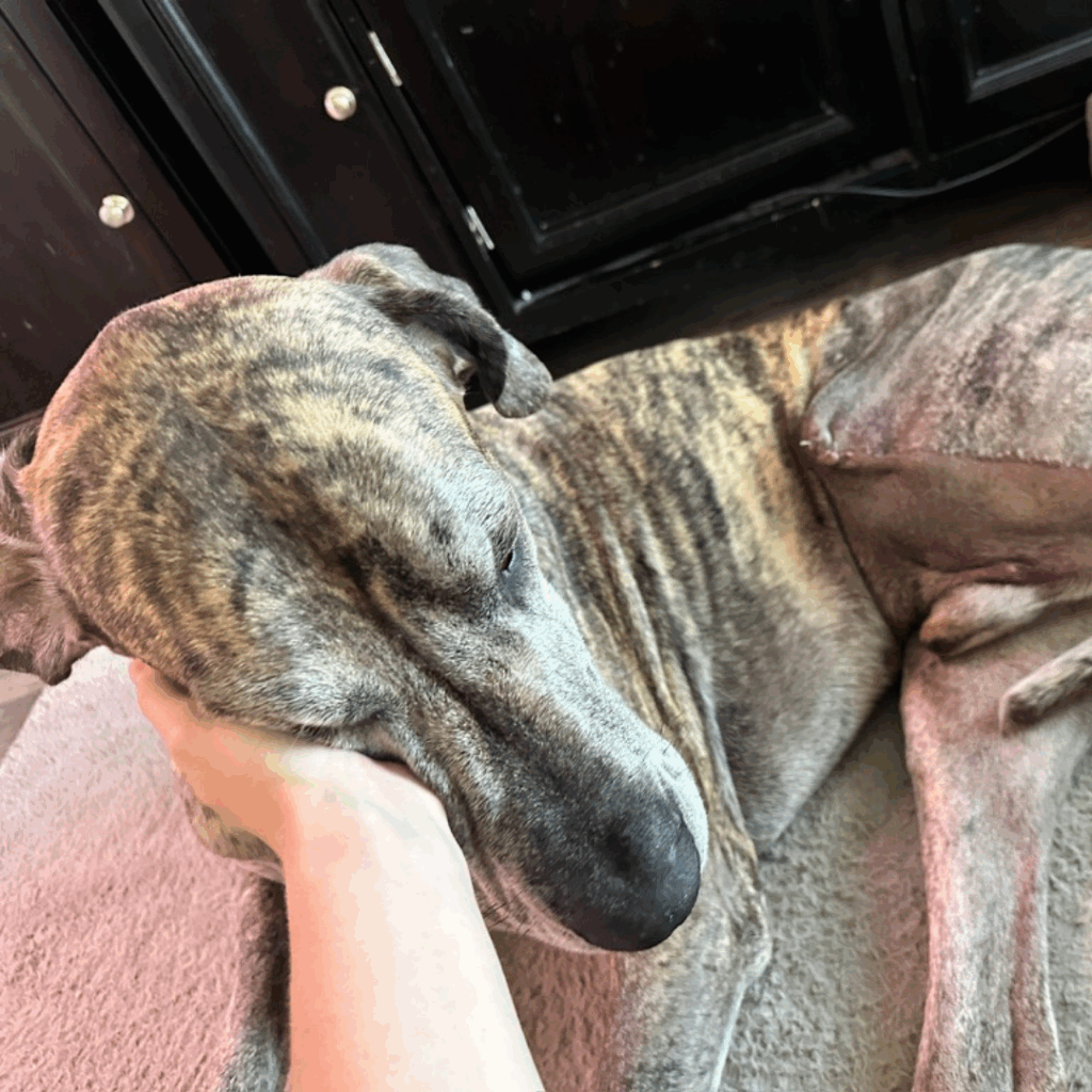 Great Dane resting his face gently in his owner's hand
