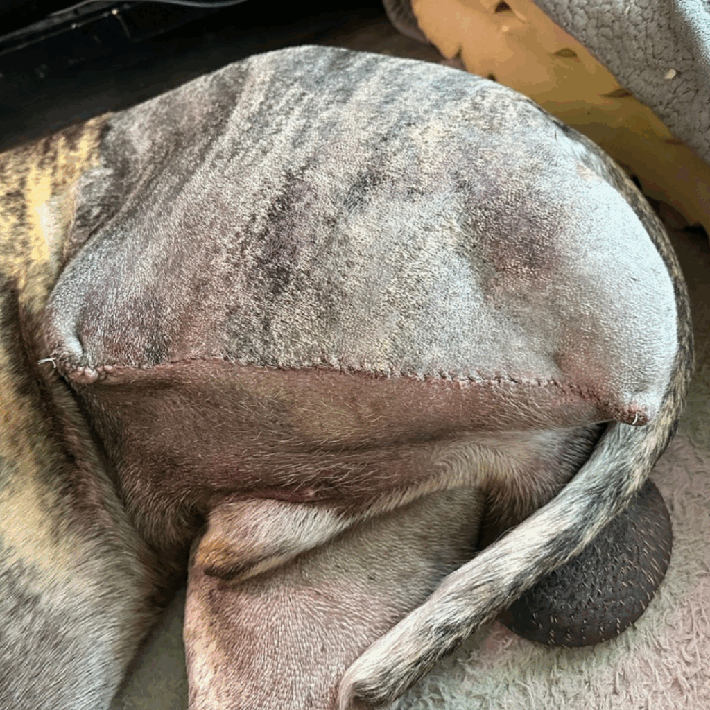 Close-up of healing incision site after hind limb amputation