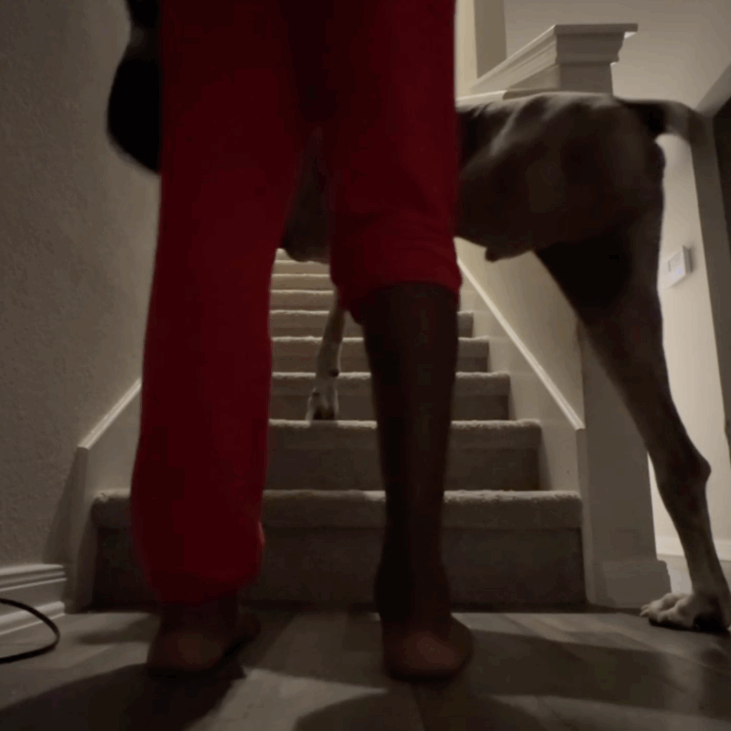 Great Dane attempting to climb stairs post-surgery with support