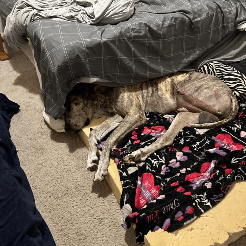 Great Dane sleeping beside bed on memory foam and blankets