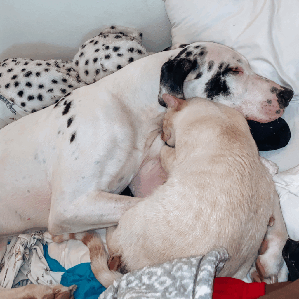Dymond curled up on a bed with his best friend, Peanut the cat
