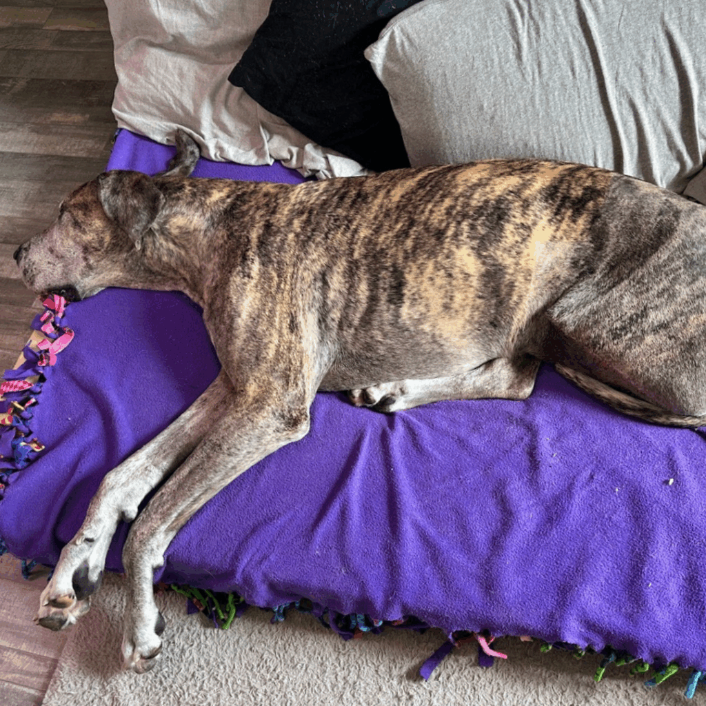 Dior, a brindle Great Dane, resting comfortably on a purple fleece blanket during his post-amputation recovery at home.