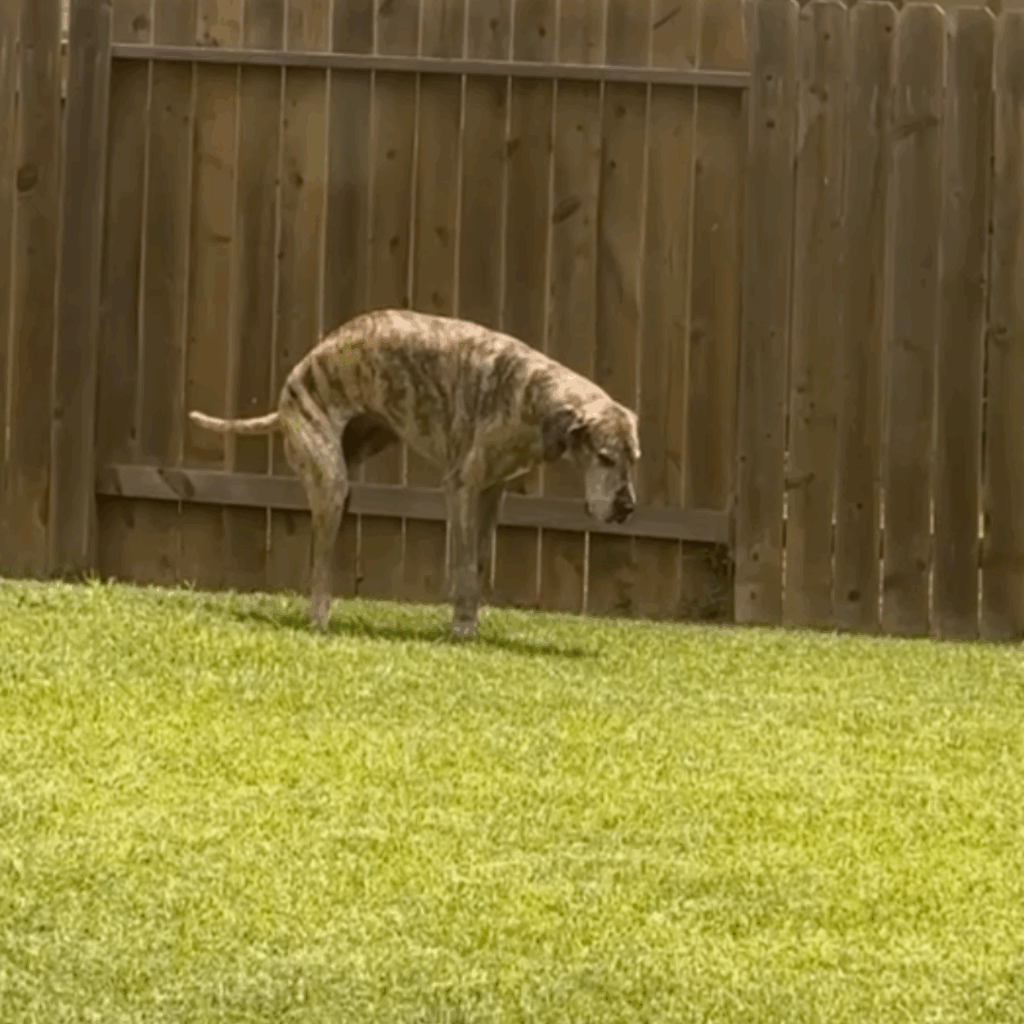 Dior standing independently in the backyard nine days post-op