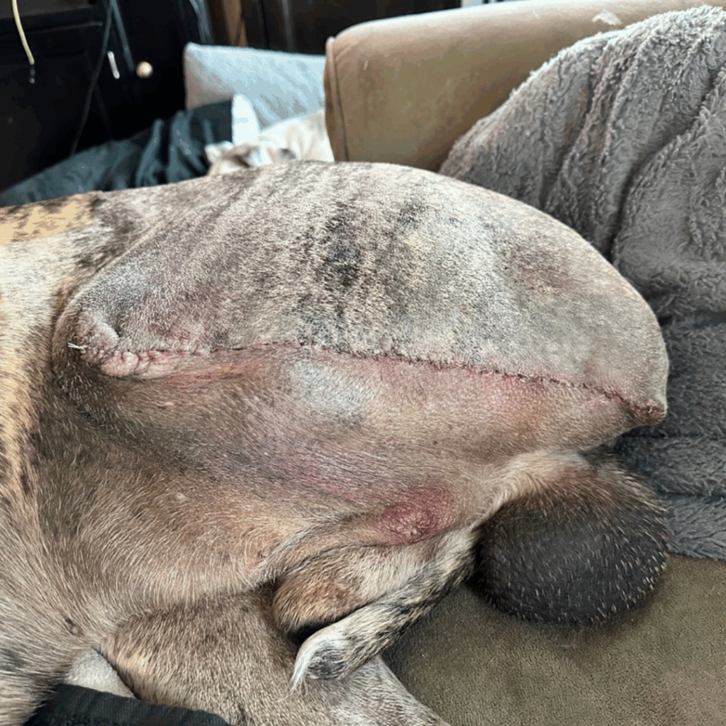 Dior’s surgical site with visible healing and reduced inflammation