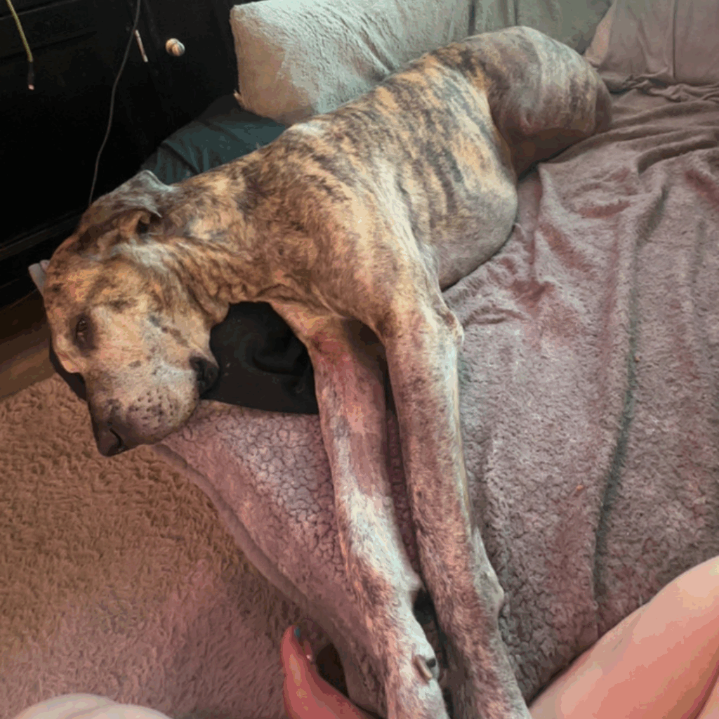 Dior resting with front legs stretched out on his bed
