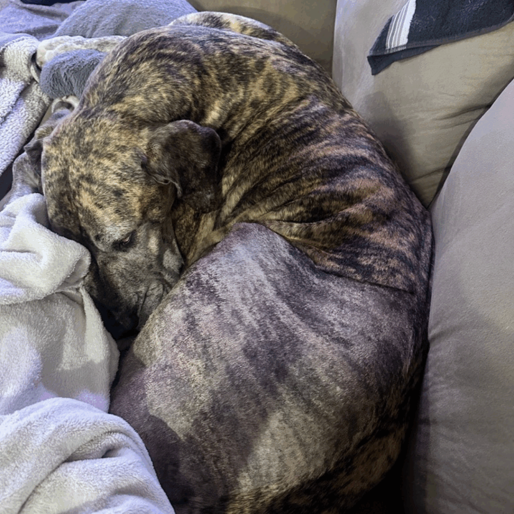 Dior curled up sleeping on the couch showing peaceful recovery